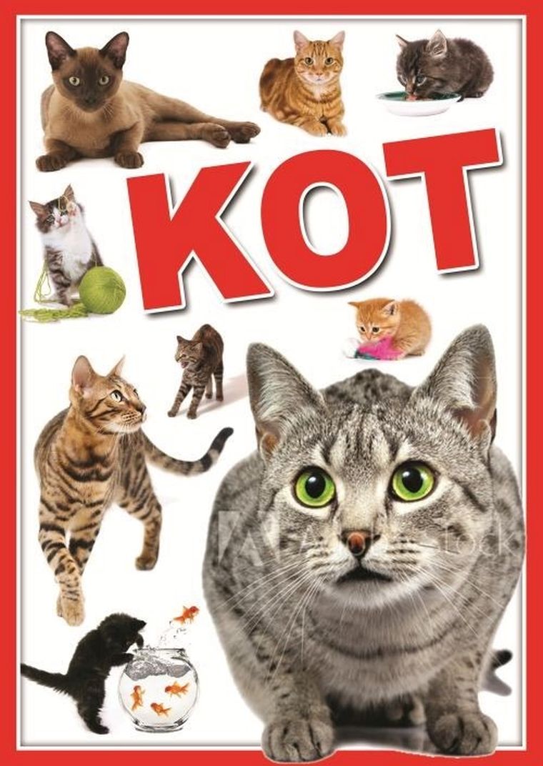 Koty