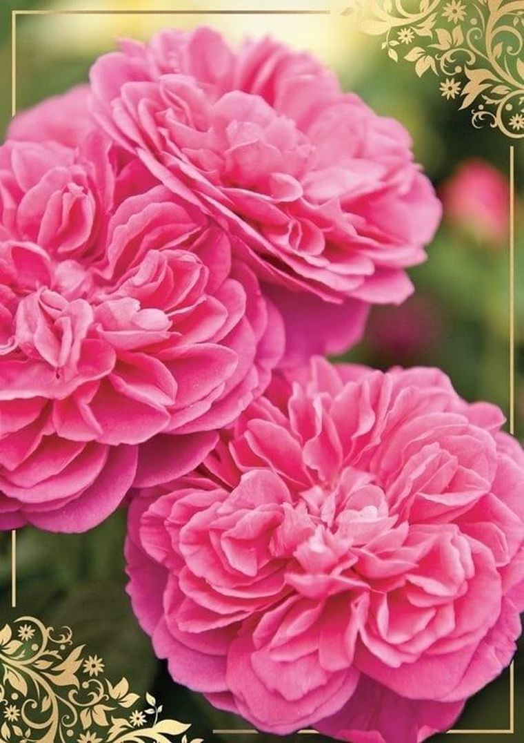 Kukartka, karnet B6, Kwiaty