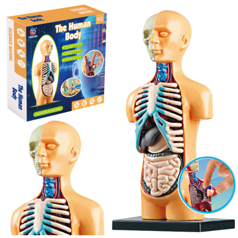 Lean Toys, Ciało ludzkie, model anatomiczny