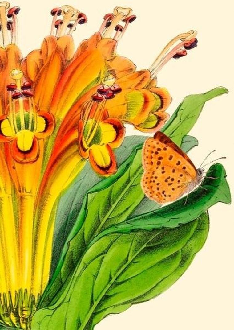 Madame Treacle, karnet B6 z kopertą, Alstromeria