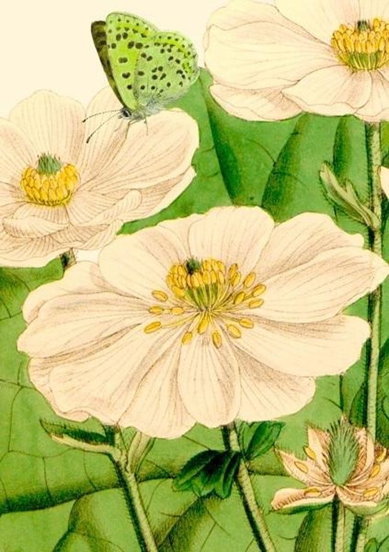 Madame Treacle, karnet B6 z kopertą, Kwiaty i motyl