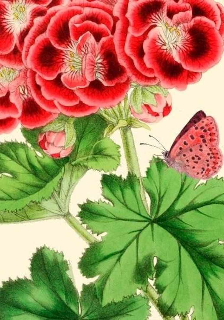 Madame Treacle, karnet B6 z kopertą, Pelargonia