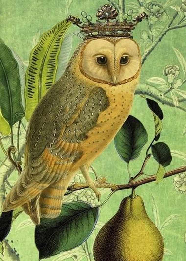 Madame Treacle, karnet B6 z kopertą, Sowa i gruszka