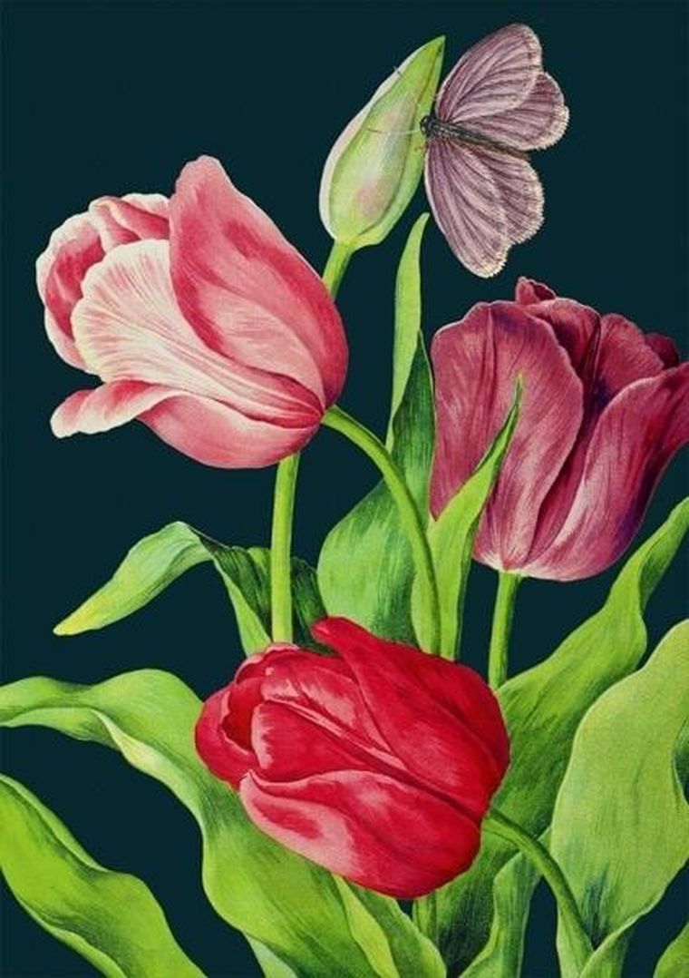 Madame Treacle, karnet B6 z kopertą, Tulipany nocą