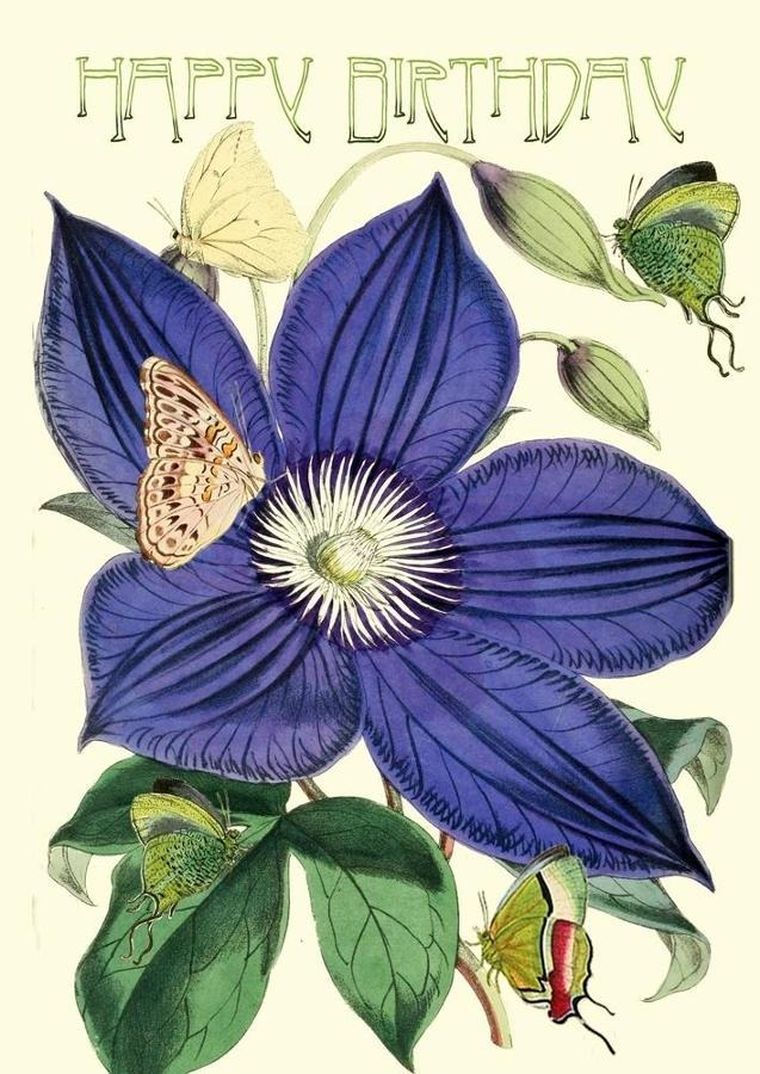 Madame Treacle, karnet B6 z kopertą, Urodziny, Powojnik