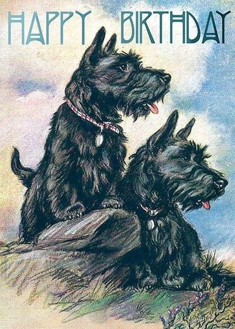 Madame Treacle, karnet B6 z kopertą, Urodziny, Terier Szkocki