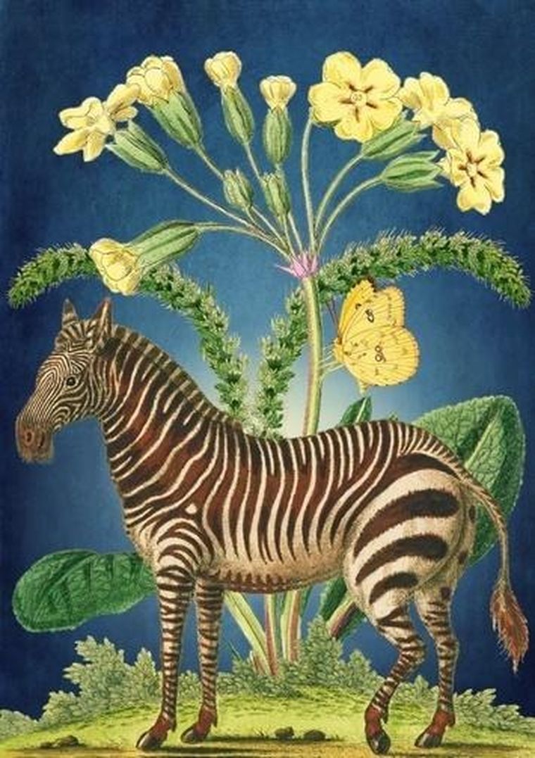 Madame Treacle, karnet B6 z kopertą, Zebra