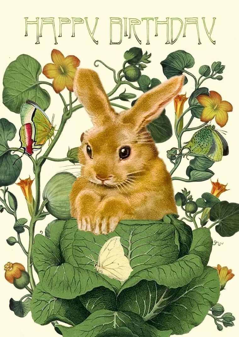 Madame Treacle, karnet urodzinowy z kopertą B6, Królik w kapuście