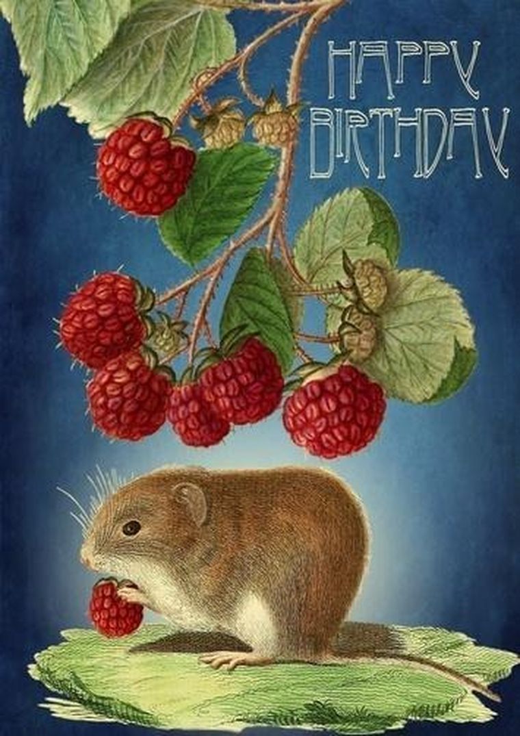 Madame Treacle, karnet urodzinowy z kopertą B6, Myszka