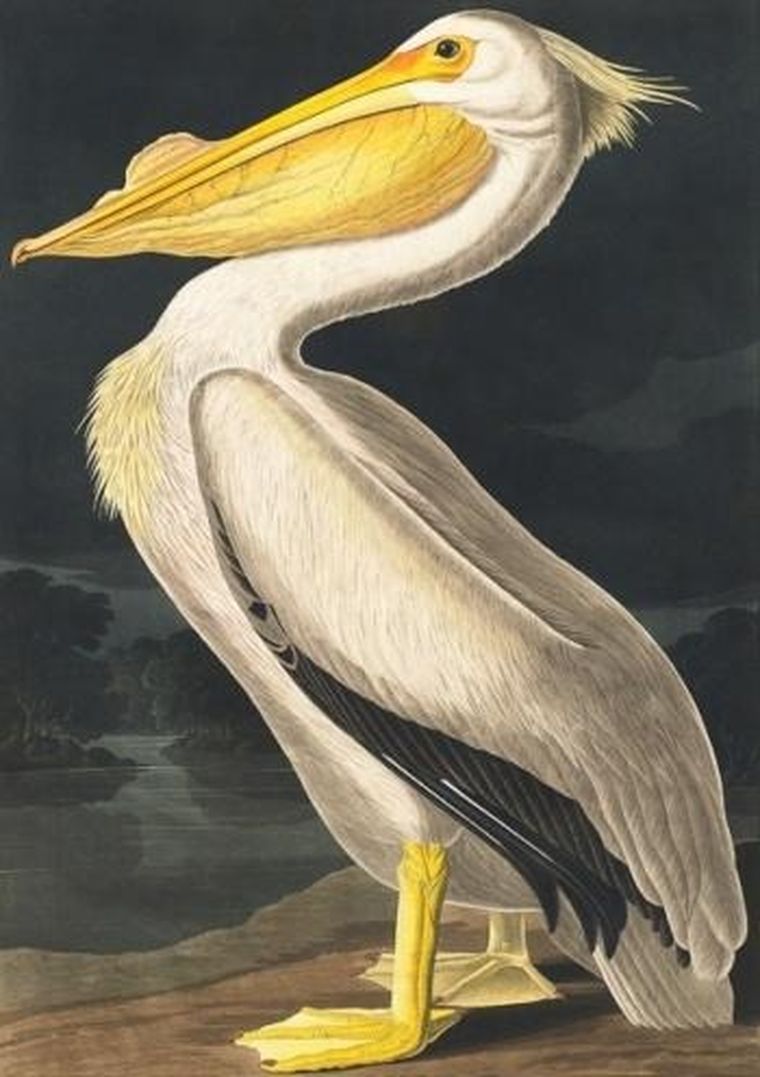 Madame Treacle, karnet z kopertą B6, Biały pelikan