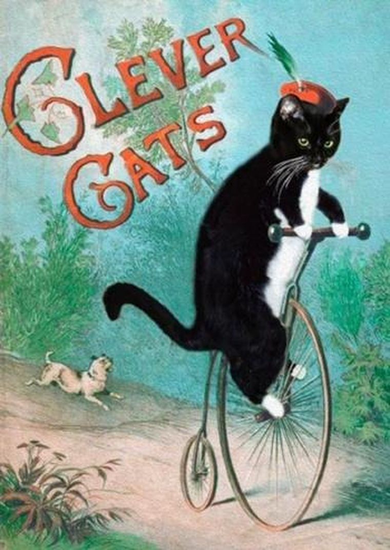 Madame Treacle, karnet z kopertą B6, Mądre koty