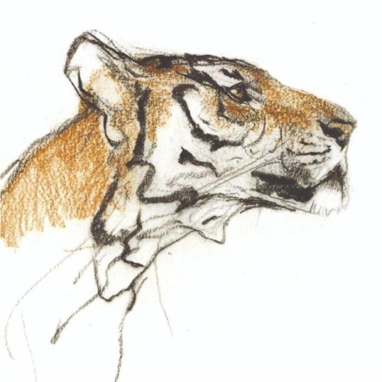 Museums & Galleries, karnet kwadrat z kopertą, Head of a Tiger