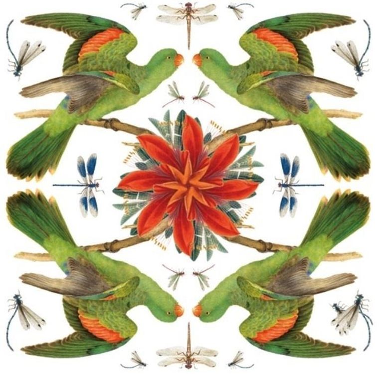 Museums & Galleries, karnet kwadrat z kopertą, Red-winged Parrot