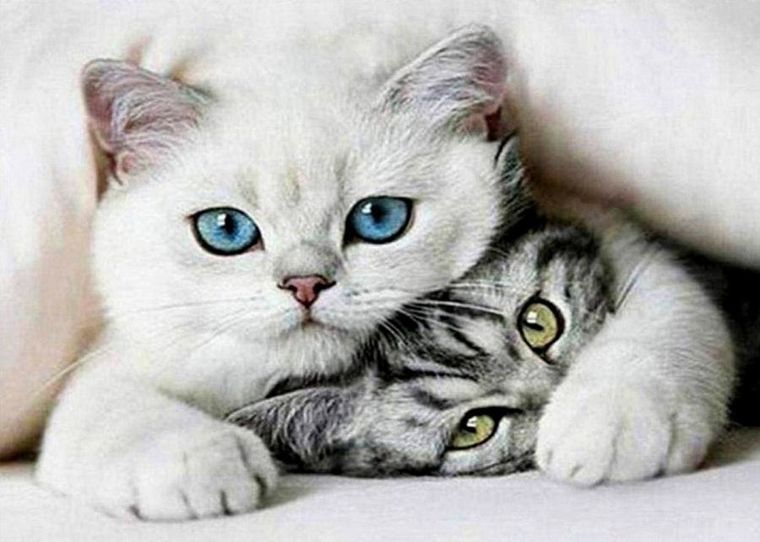 Norimpex, Diamentowa mozaika, Koty