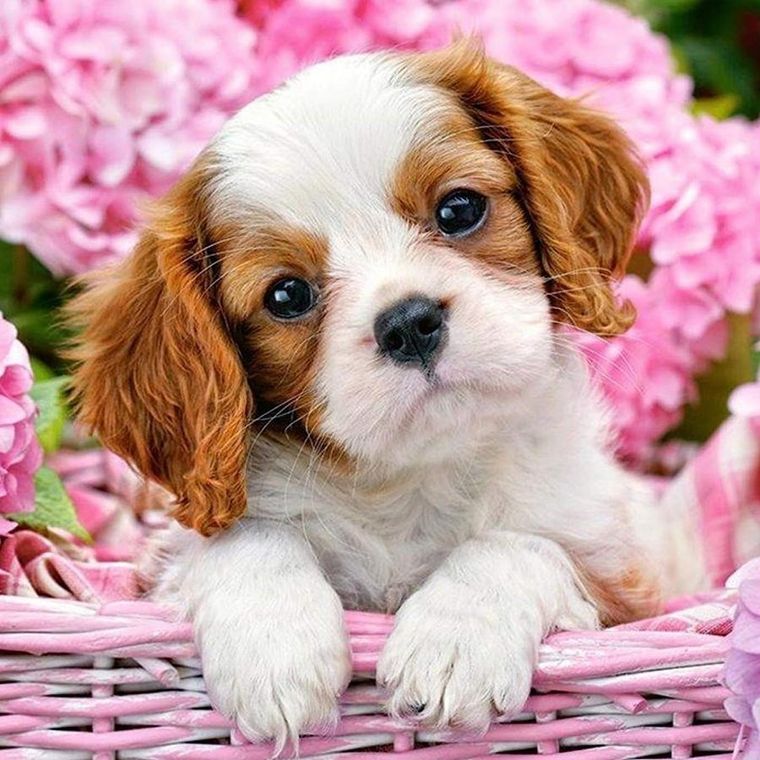 Norimpex, Diamentowa mozaika, Piesek w koszu