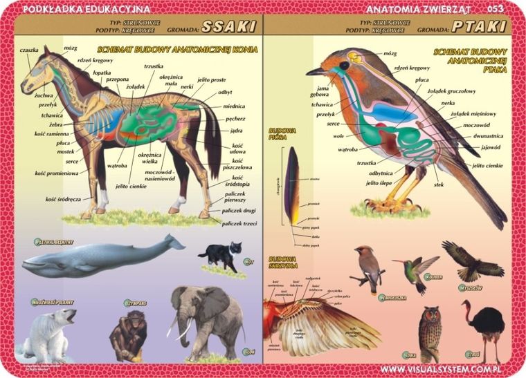 Podkładka na biurko, mata, dwustronna, Anatomia: ssaki, ptaki, płazy