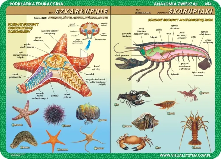 Podkładka na biurko, mata, dwustronna, Anatomia: szkarłupnie, stawonogi, ryby, mięczaki
