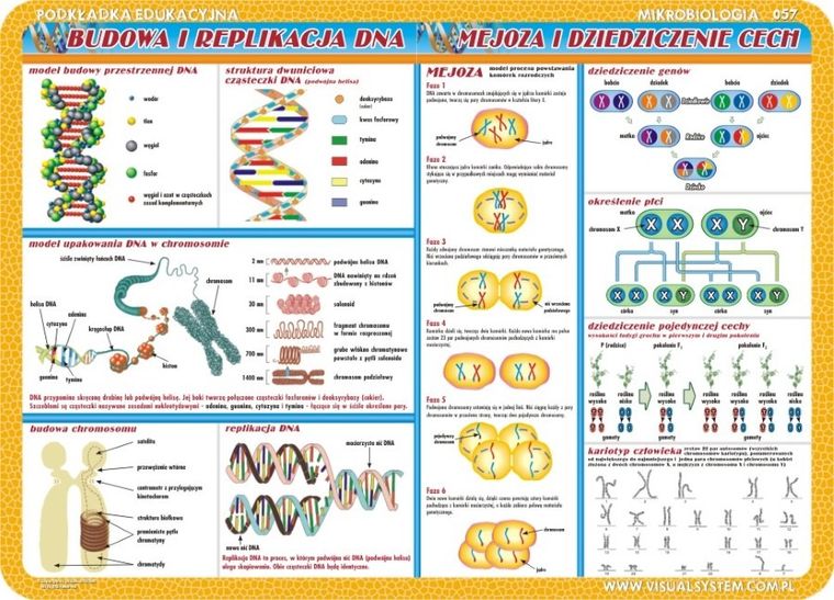 Podkładka na biurko, mata, dwustronna, Budowa i replikacje DNA, mejoza i dziedziczenie cech, komórki i tkanki, bakterie i wirusy