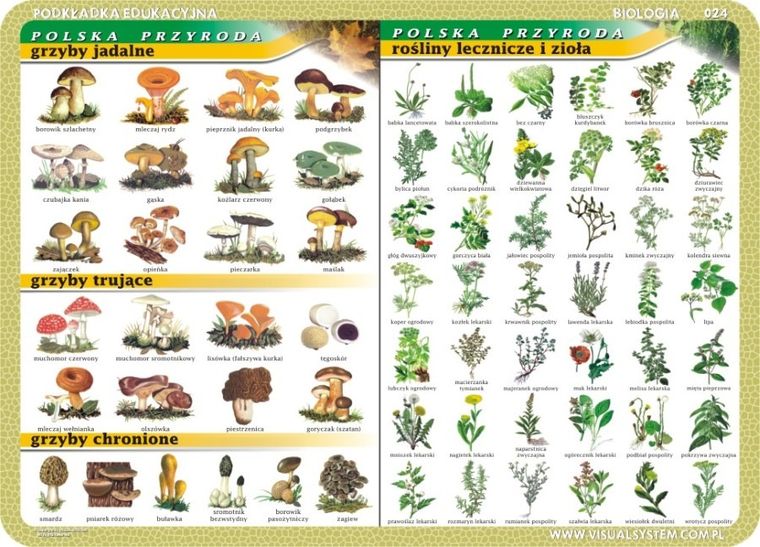 Podkładka na biurko, mata, dwustronna, Grzyby, rośliny lecznicze i zioła, drzewa liściaste, drzewa iglaste