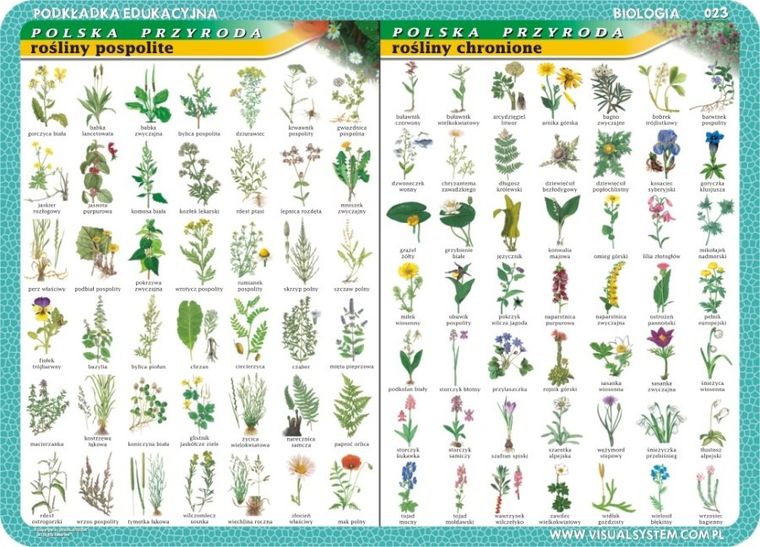 Podkładka na biurko, mata, dwustronna, Rośliny pospolite, chronione, ogrodowe, uprawne