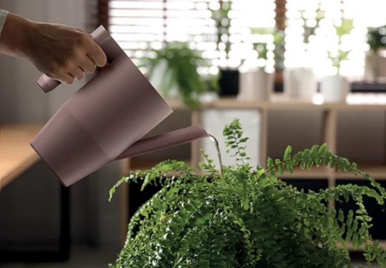 Prosperplast, Ibis, konewka, zielona pinia, 2l