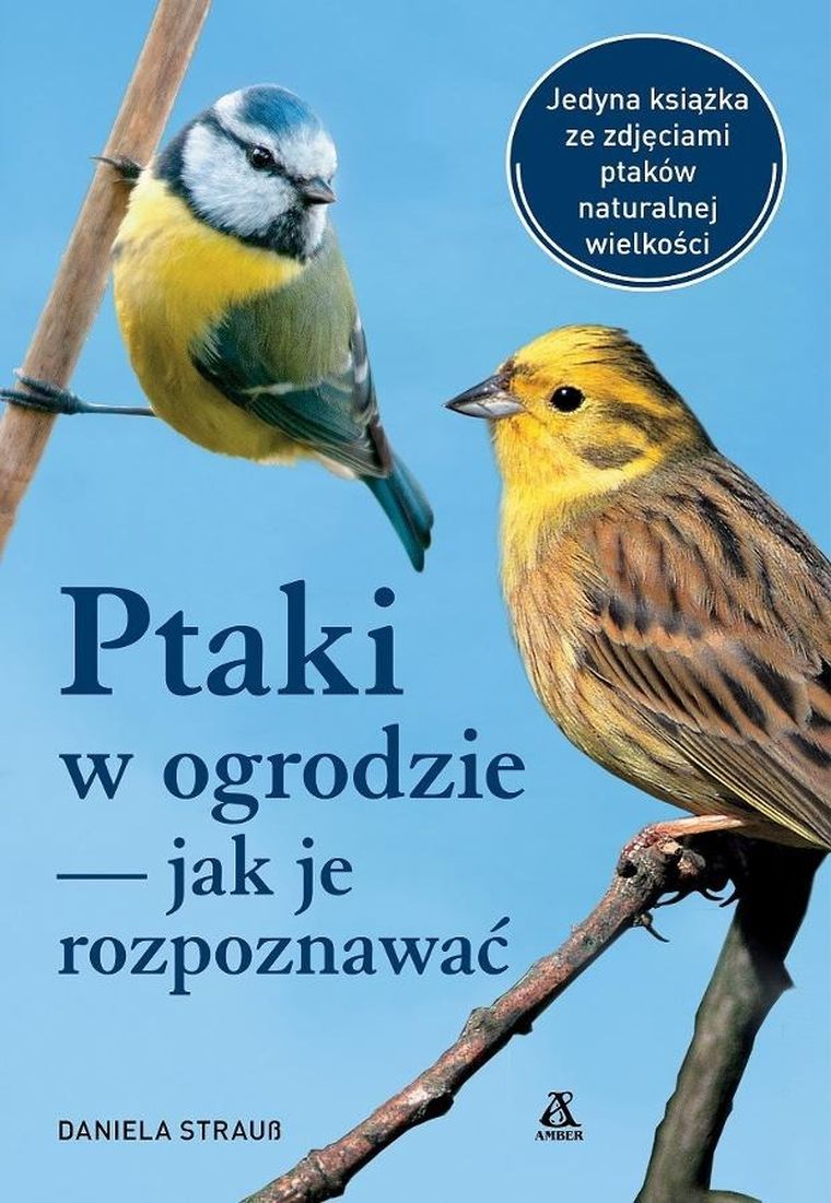 Ptaki w ogrodzie — jak je rozpoznawać