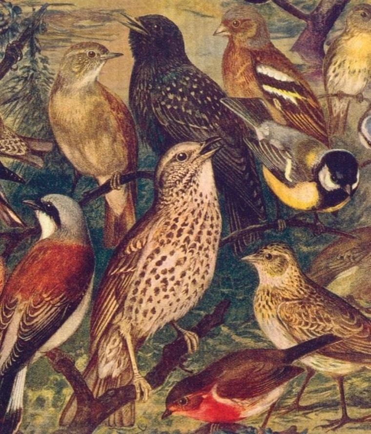 Skona Ting, Disktrasa, ściereczka kuchenna, ptaki