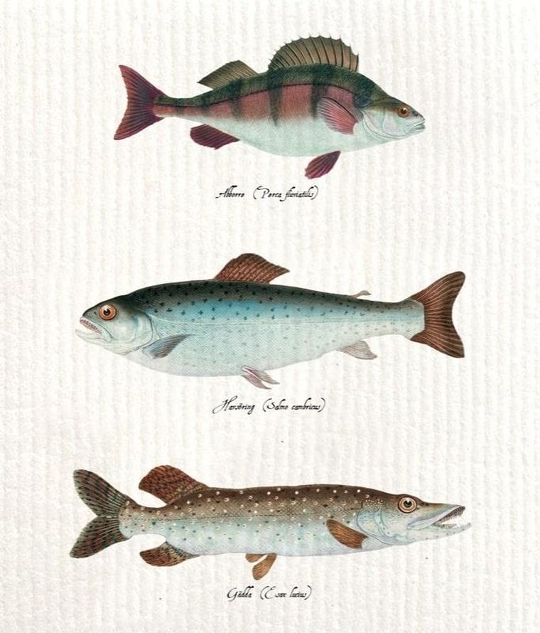 Skona Ting, Disktrasa, ściereczka kuchenna, ryby