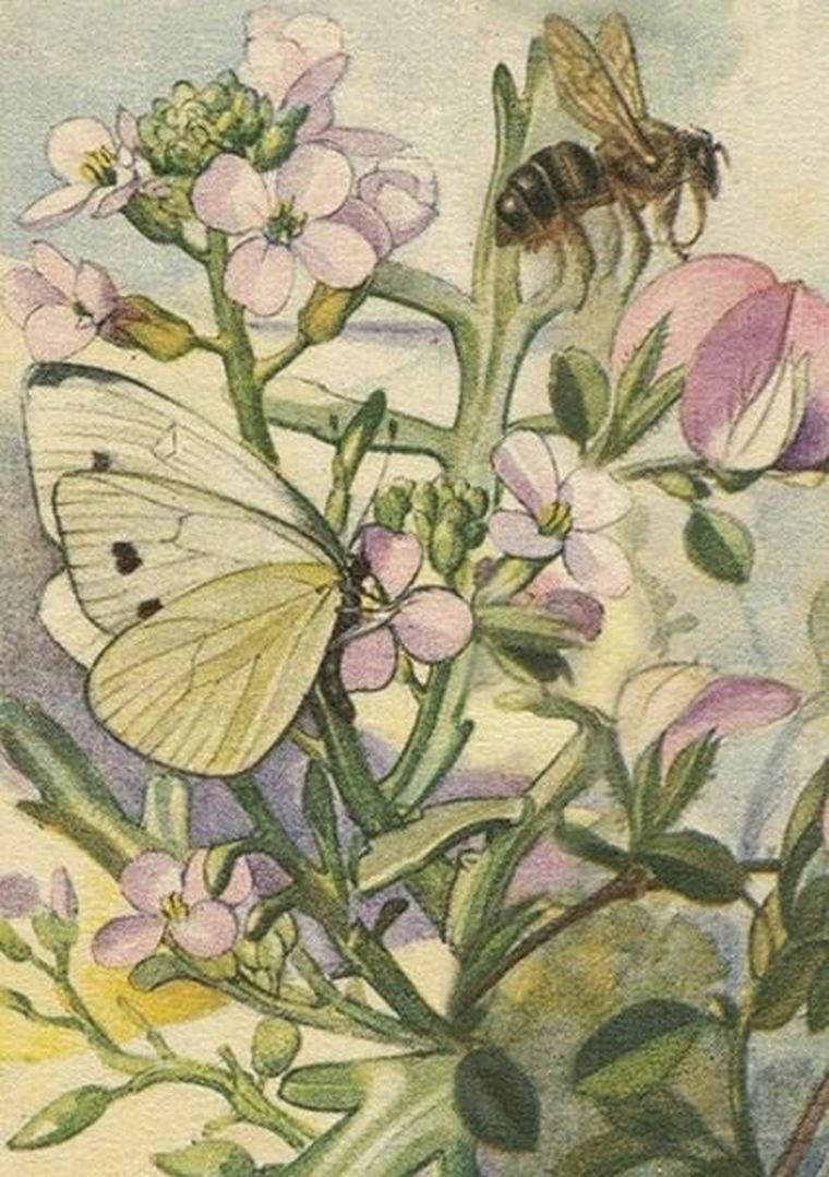 Skona Ting, karnet B6 + koperta, Łąka