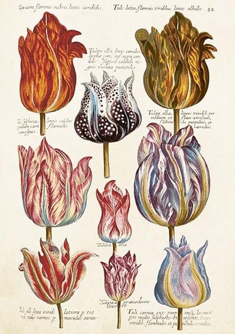 Skona Ting, karnet B6 + koperta, Tulipany