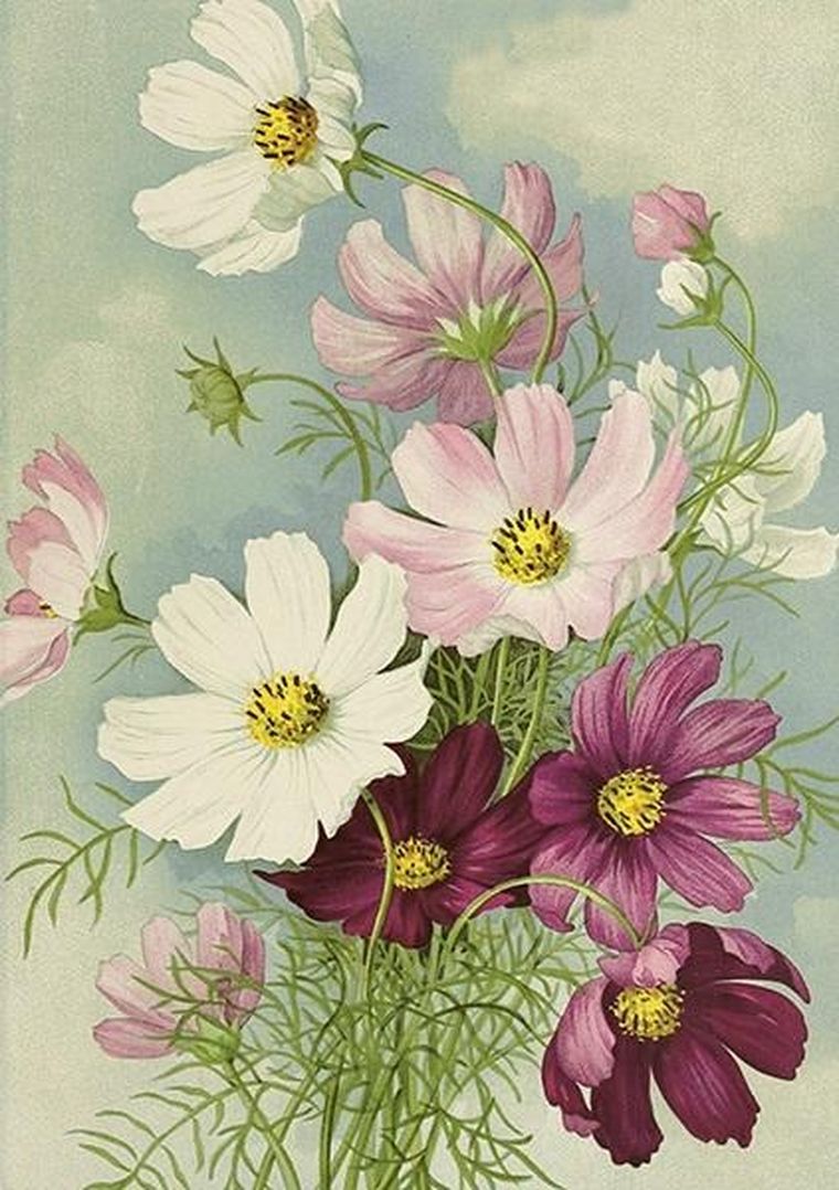 Skona Ting, karnet B6 + koperta, Zawilec