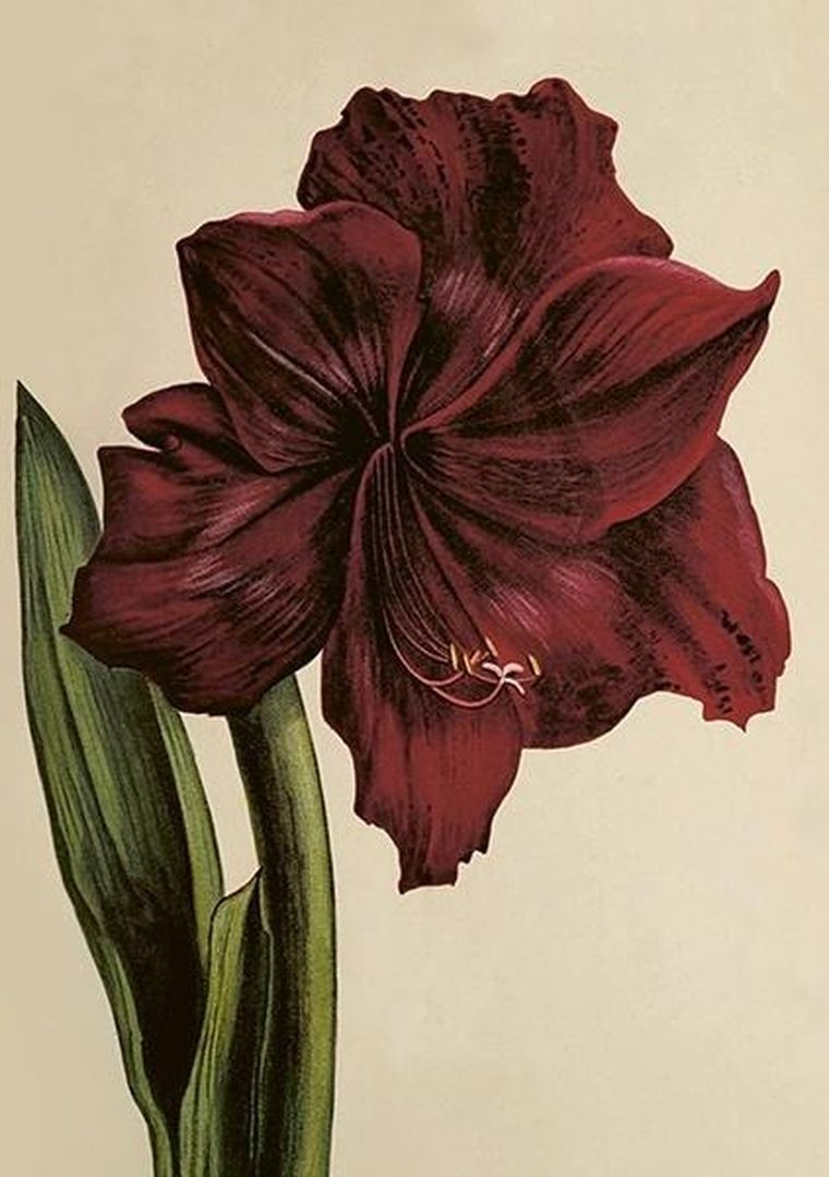 Skona Ting, karnet B6 z kopertą, Amarylis