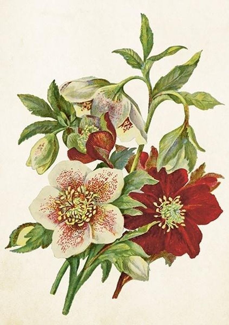 Skona Ting, karnet B6 z kopertą, Ciemiernik