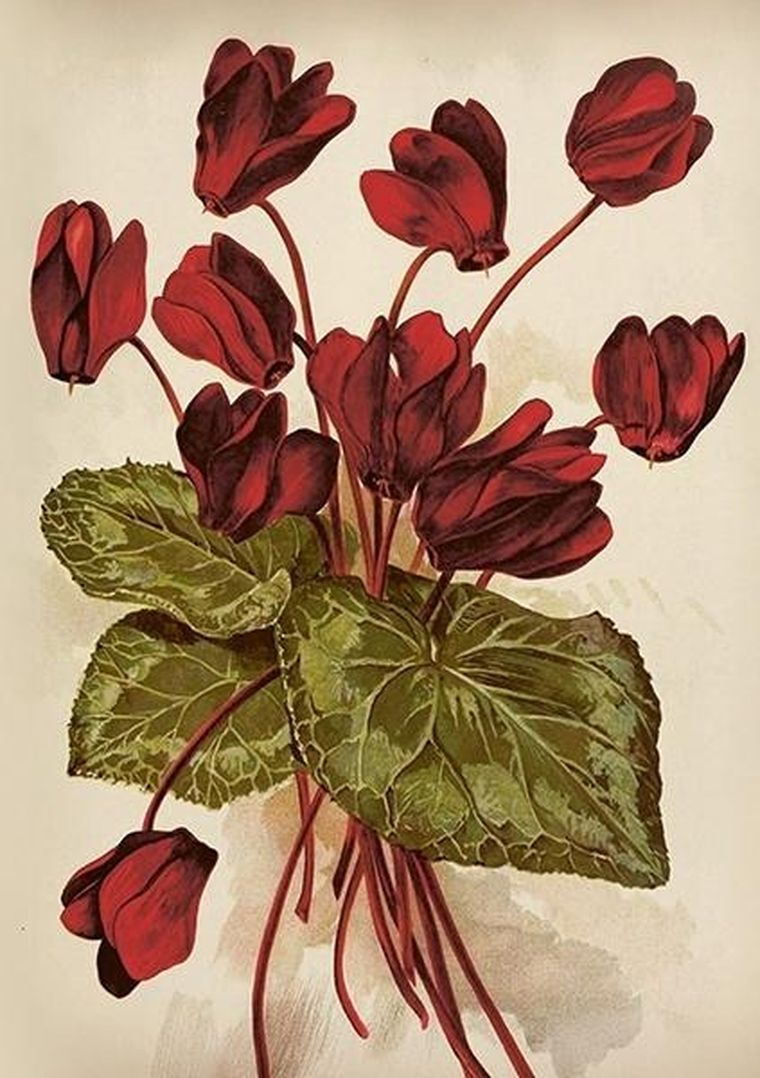 Skona Ting, karnet B6 z kopertą, Cyklameny