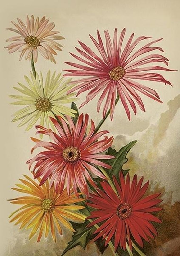 Skona Ting, karnet B6 z kopertą, Gerbery