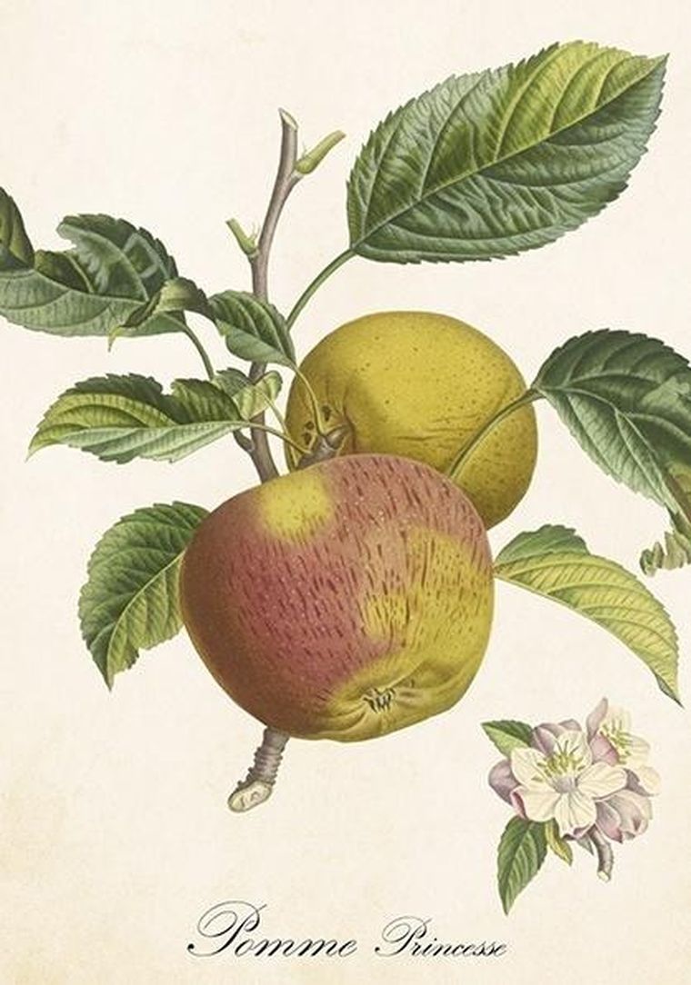 Skona Ting, karnet B6 z kopertą, Jabłoń