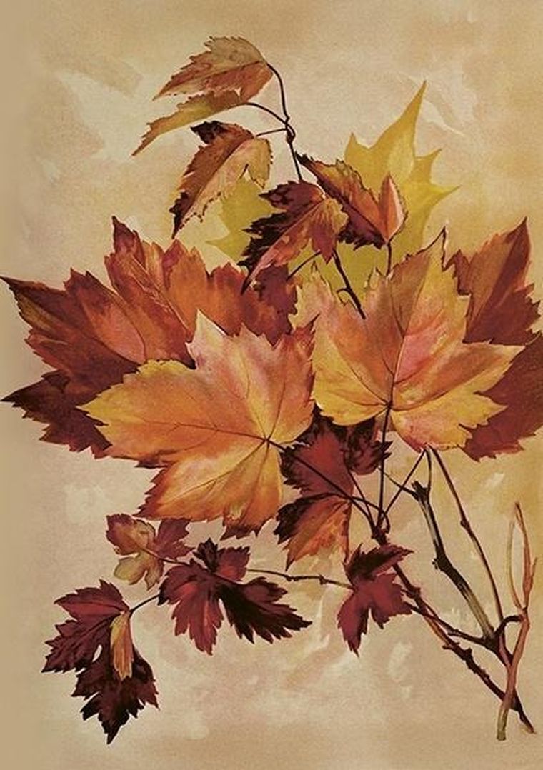 Skona Ting, karnet B6 z kopertą, Jesienny klon