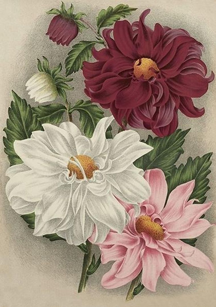 Skona Ting, karnet B6 z kopertą, Kolorowe dalie