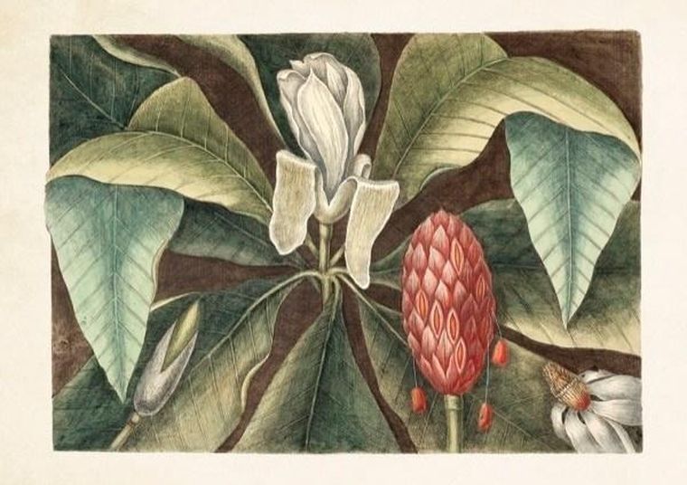 Skona Ting, karnet B6 z kopertą, Magnolia