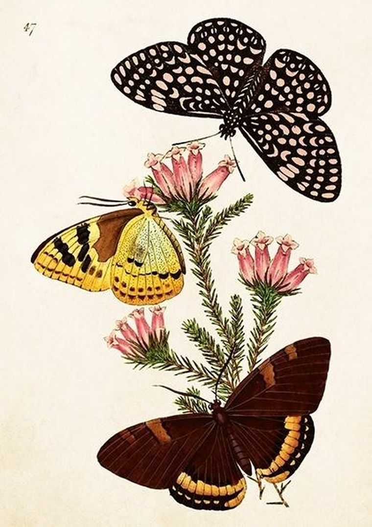 Skona Ting, karnet B6 z kopertą, Motyle