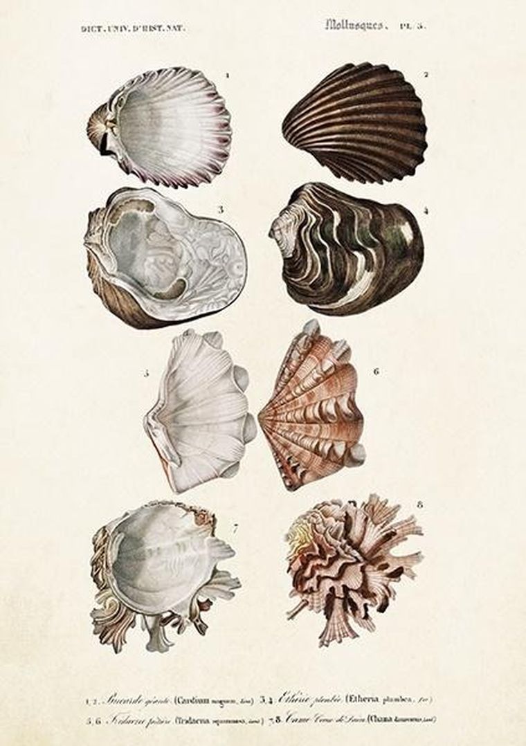 Skona Ting, karnet B6 z kopertą, Muszle