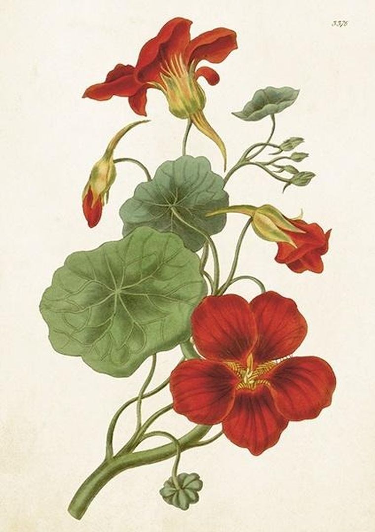 Skona Ting, karnet B6 z kopertą, Nasturcja