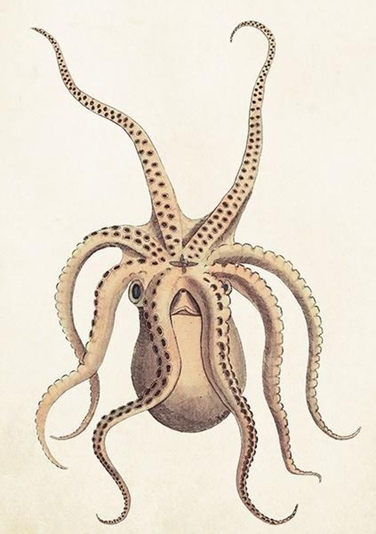 Skona Ting, karnet B6 z kopertą, Ośmiornica