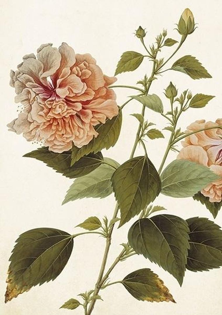 Skona Ting, karnet B6 z kopertą, Piwonia