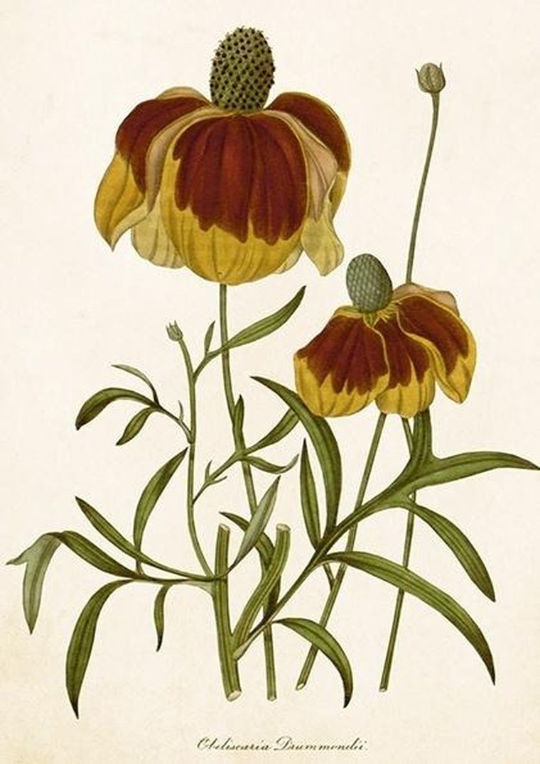 Skona Ting, karnet B6 z kopertą, Rudbekia