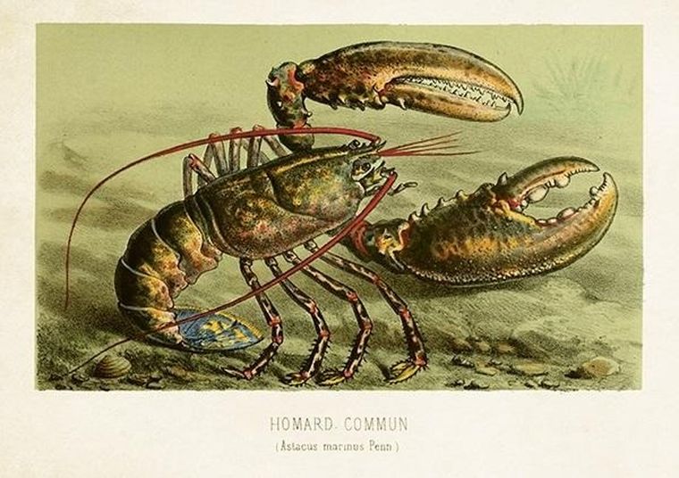 Skona Ting, karnet ST477 B6 + koperta Homar zwyczajny