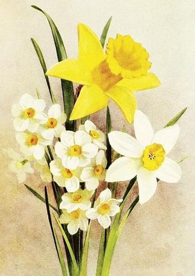 Skona Ting, karnet ST506 B6 + koperta Żonkil