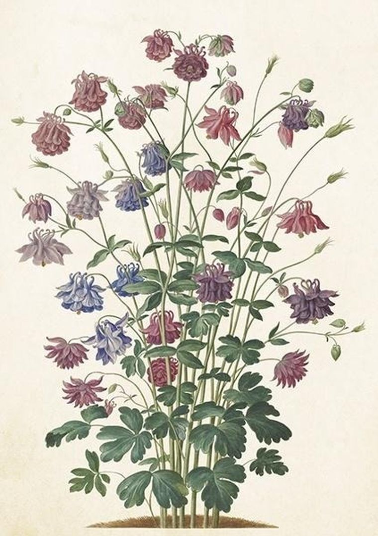 Skona Ting, karnet ST510 B6 + koperta Orlik pospolity