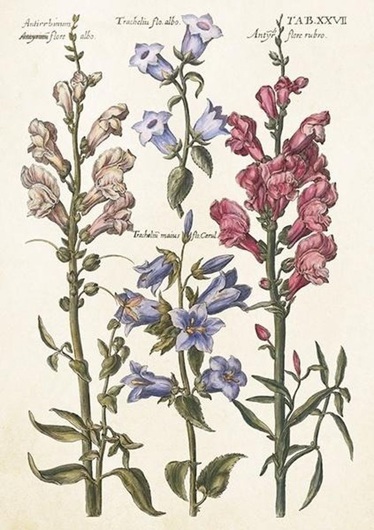 Skona Ting, karnet ST512 B6 + koperta Niebieskie kwiaty