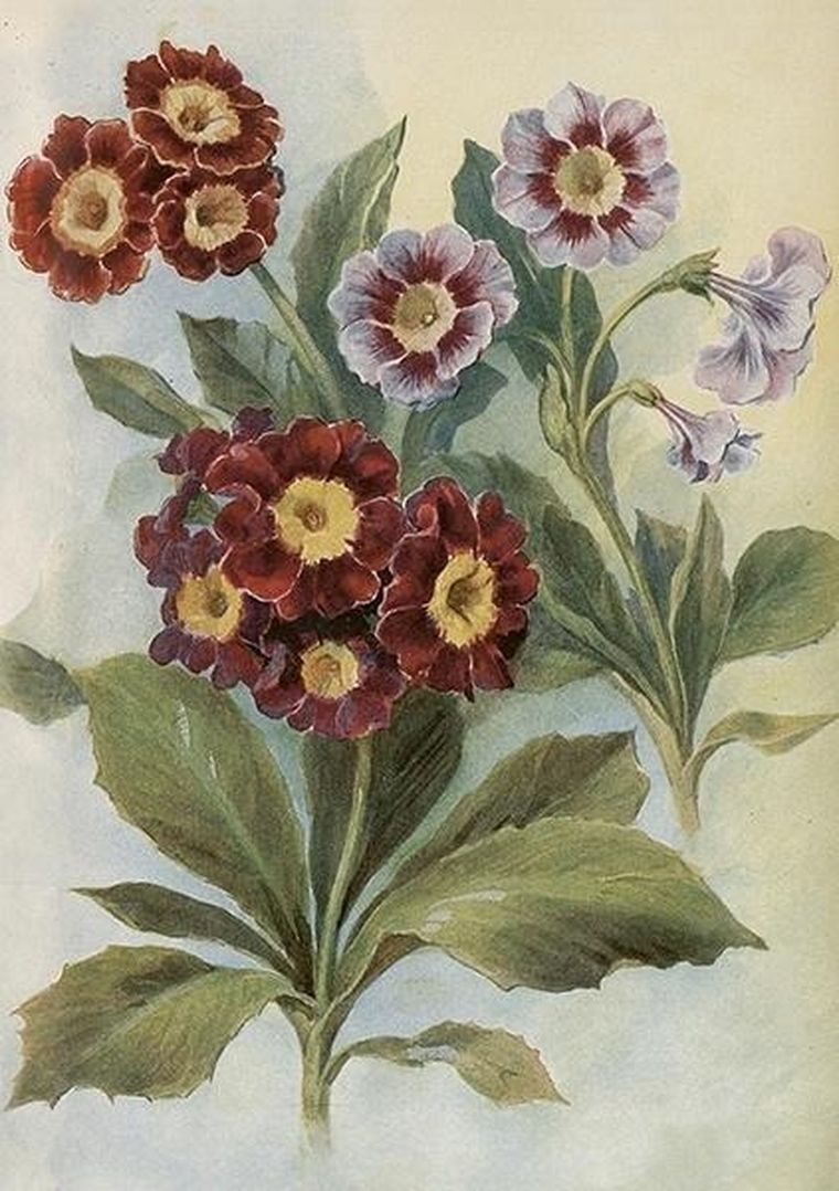 Skona Ting, karnet ST515 B6 + koperta Pierwiosnek bezłodygowy